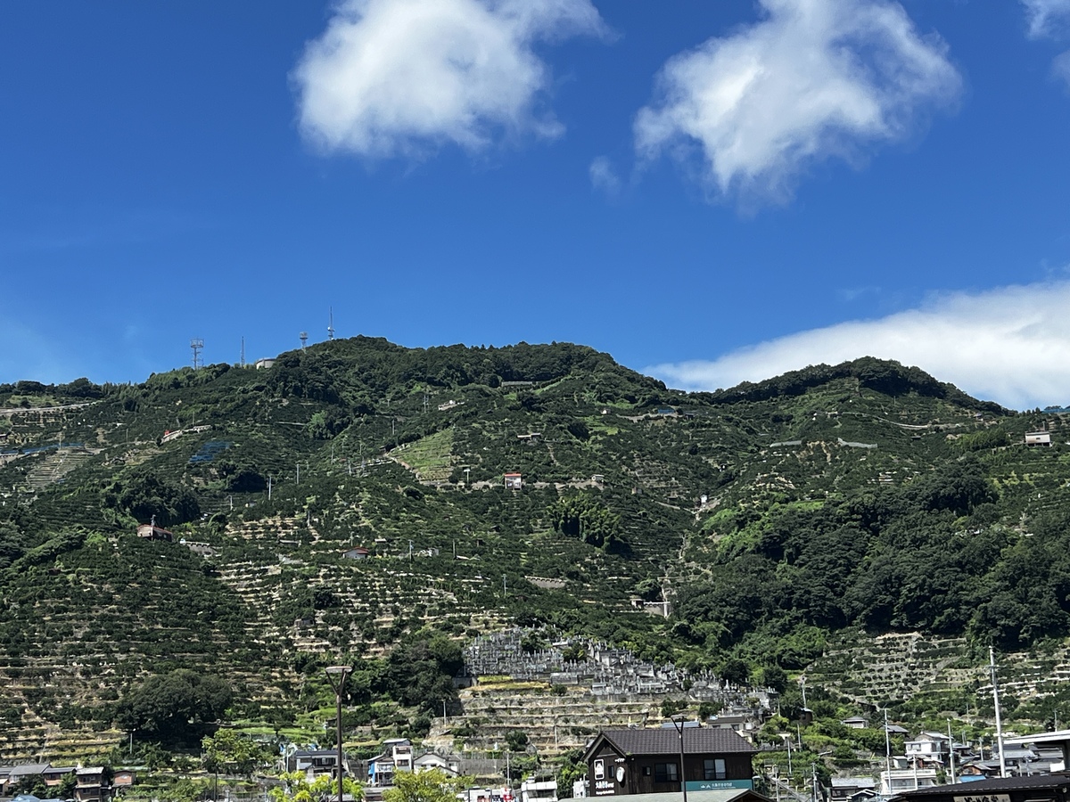 蜜柑畑の山麓は愛媛ならではの風景だと思いました