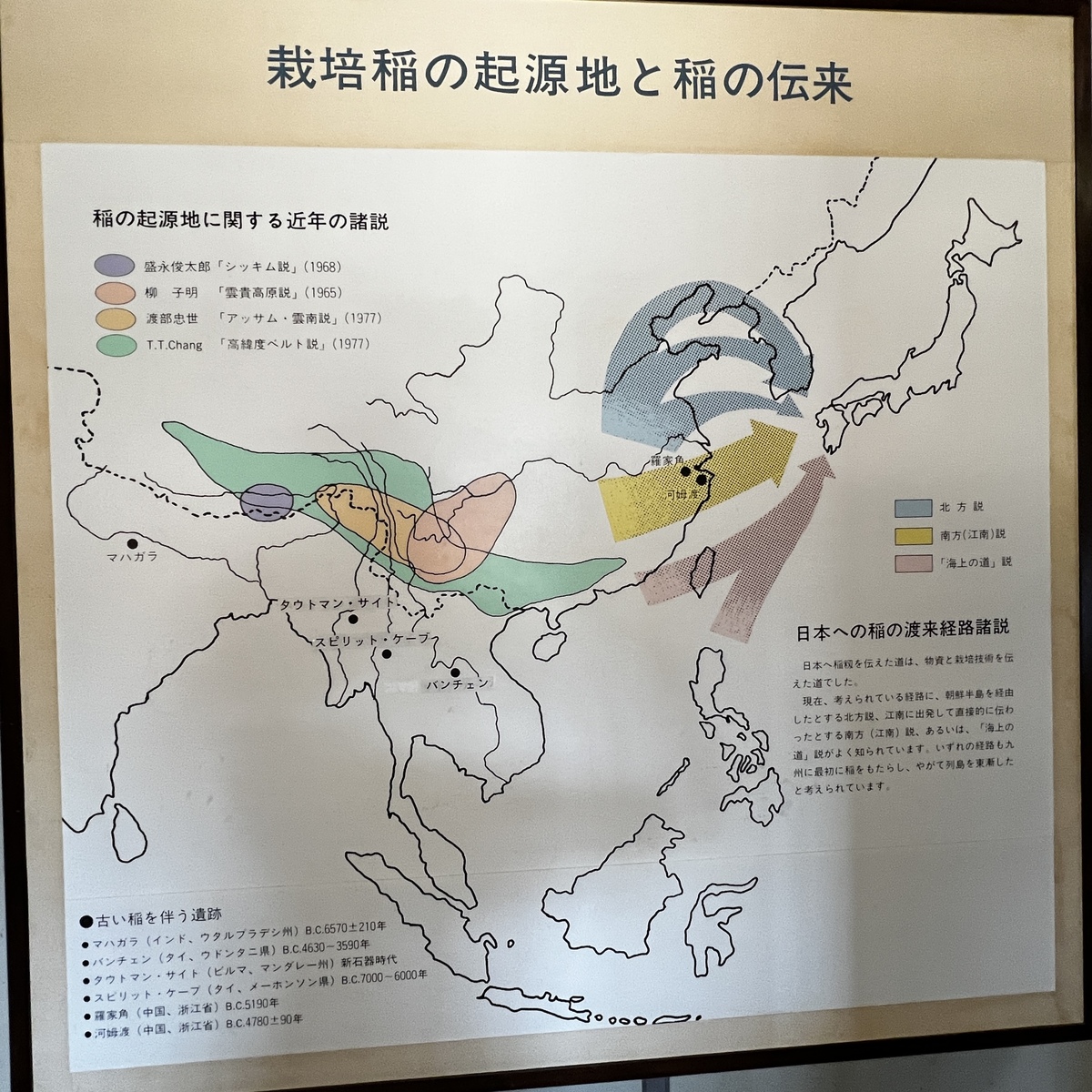 稲の伝来をお勉強