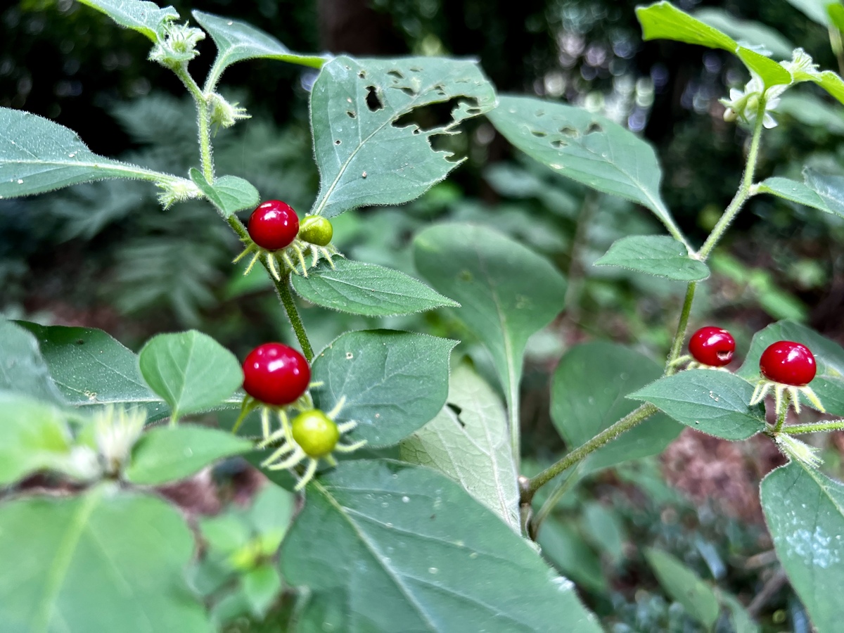 メジロホオズキと思われる赤い実がとてもお洒落です。本州南部から琉球、台湾、東南アジアインドに分布しているそうです