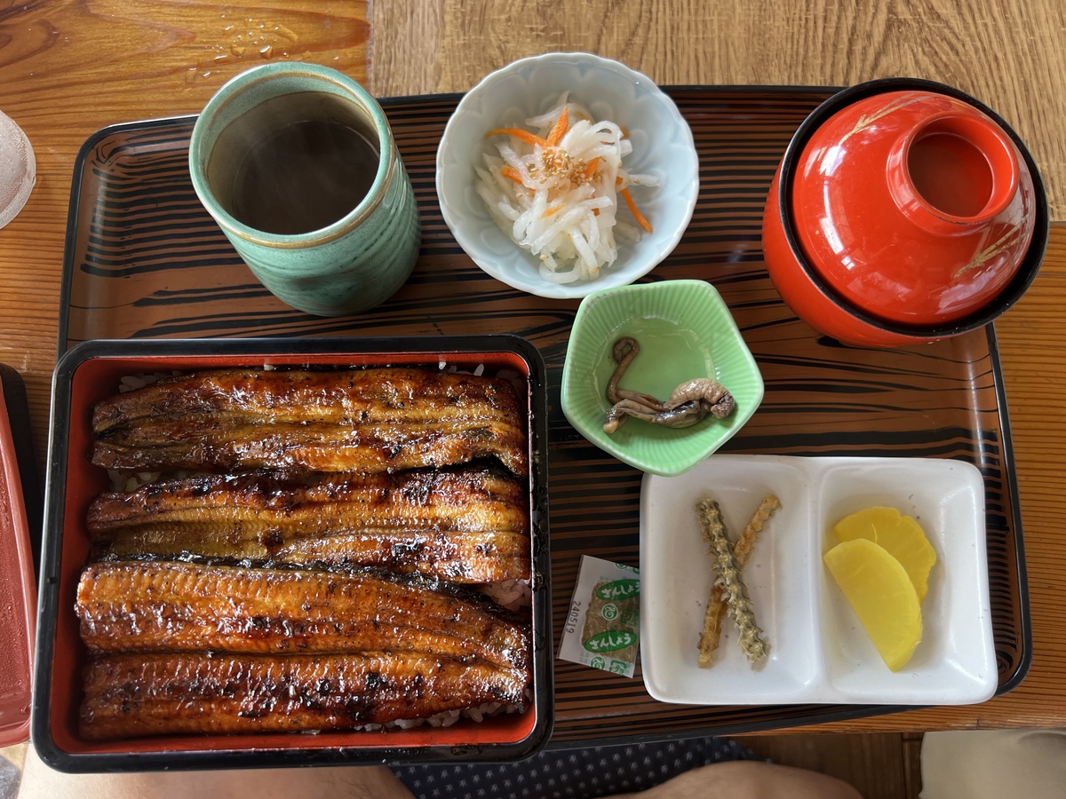 天然ウナギはまだ痩せていました