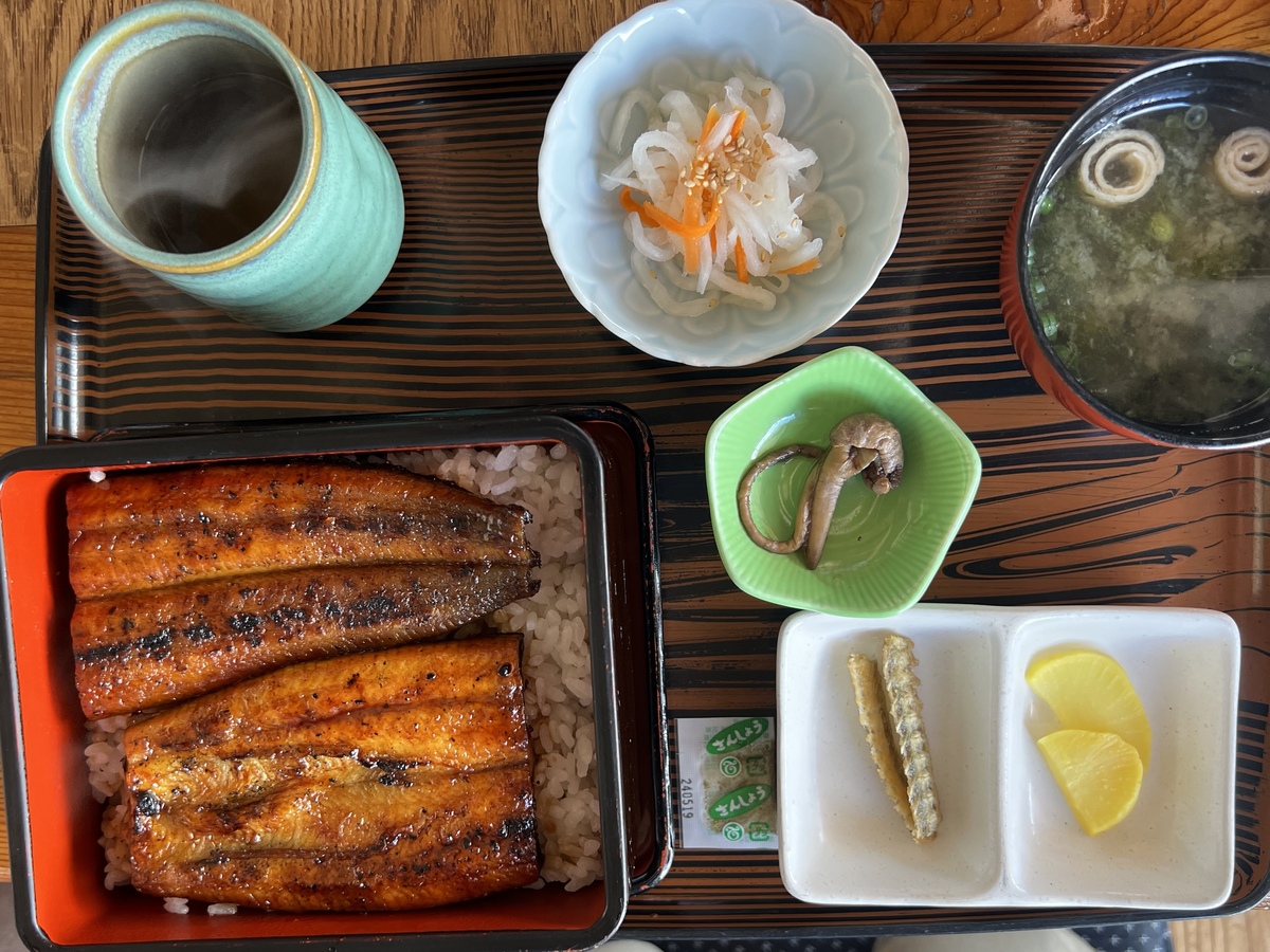 養殖鰻は太っています