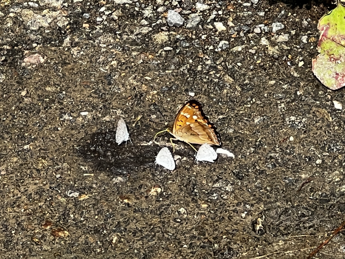 何か味の濃いものがあったのでしょうね。チョウ達が集まっていました。大きいのはコムラサキかな？