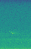 Down Monotonic