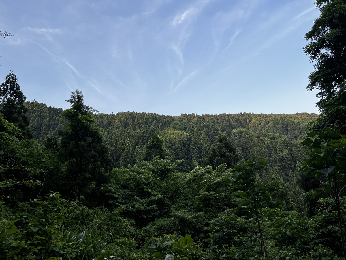 アオバトのよく聞かれる山並み。杉が多いがホウなど広葉樹も生えていました。