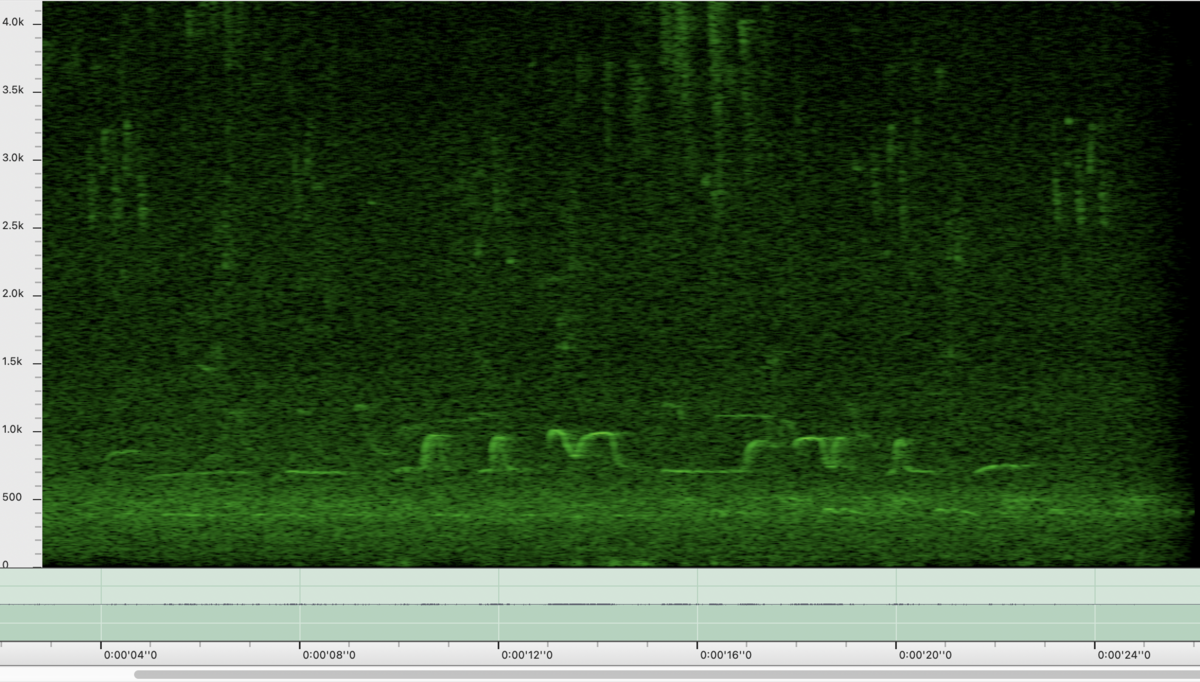 複数鳴くアオバトのスペクトログラム