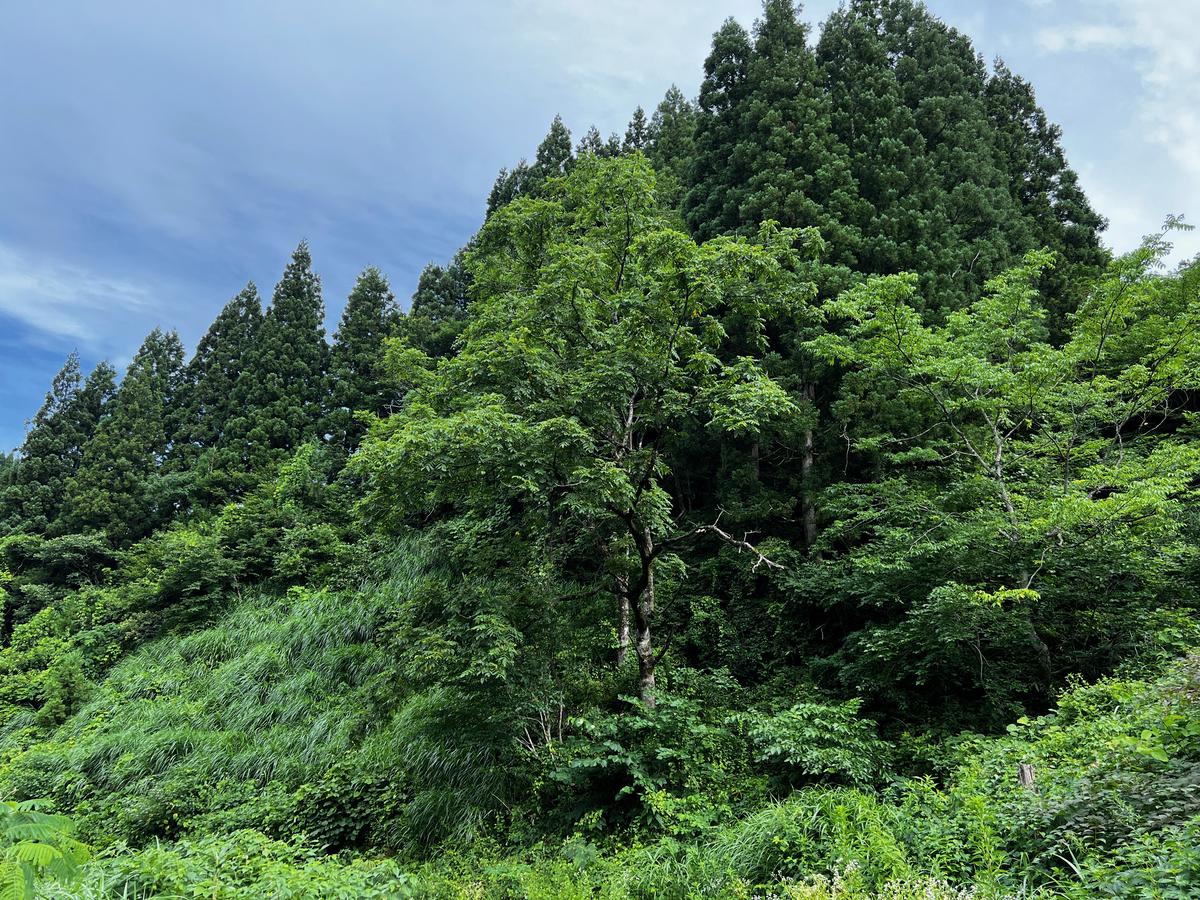 ノジコとホオジロのバトルの付近の風景