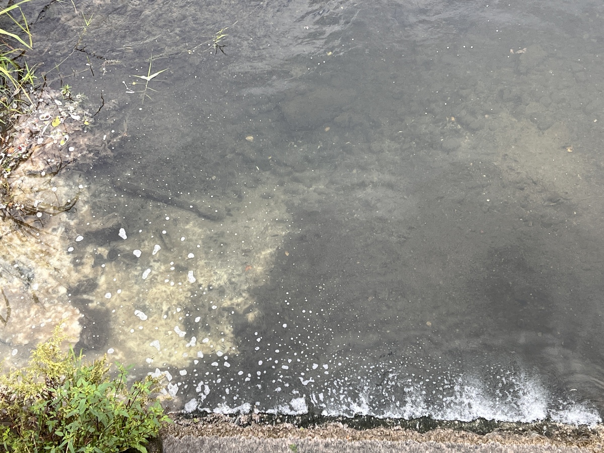 今日の鞍谷川への流れ込み。今日は色水は確認されたいませんが、少し前に流れたのか上流側に白濁沈殿物が確認されました。