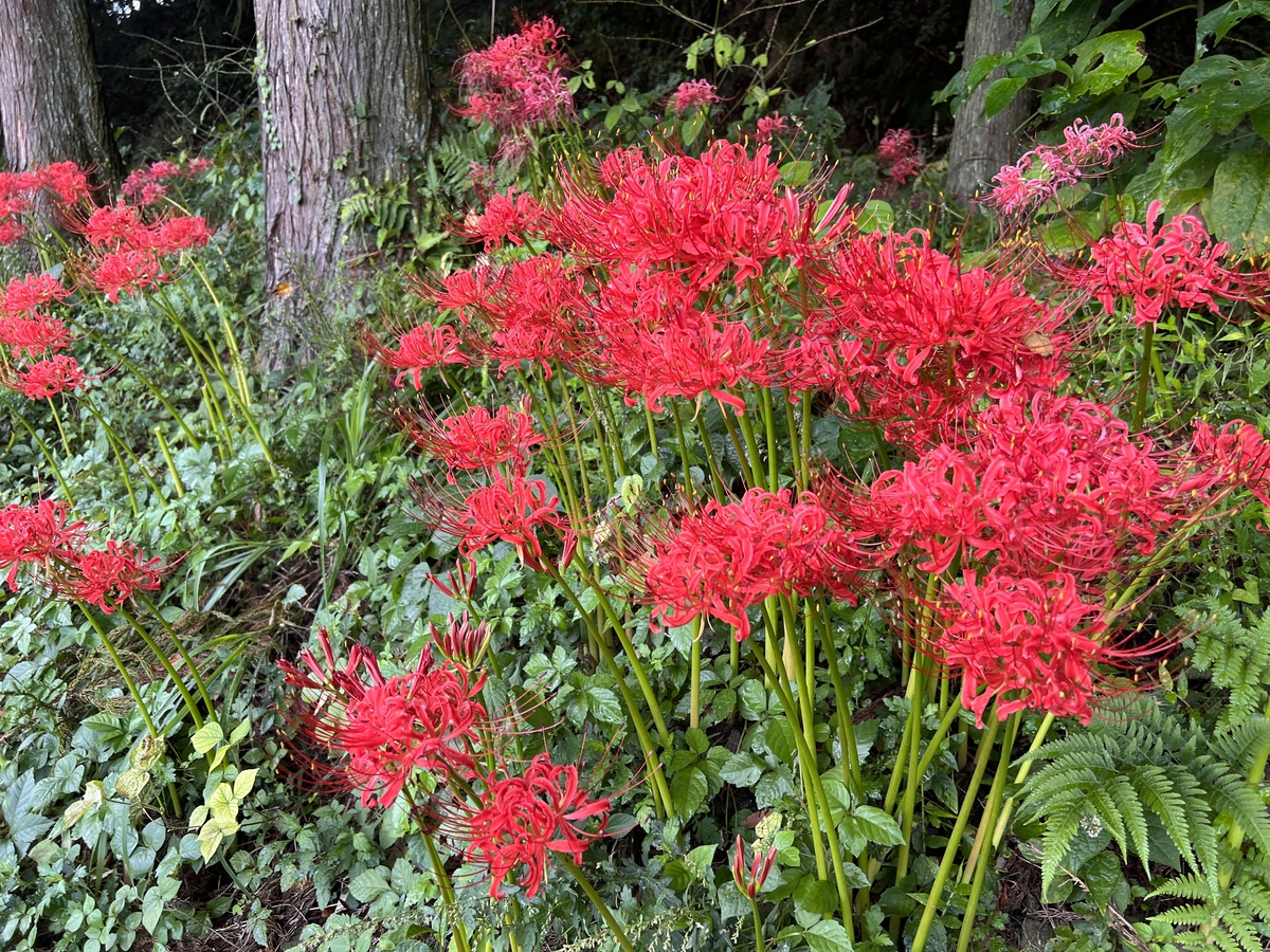 曼珠沙華は今が見ごろ