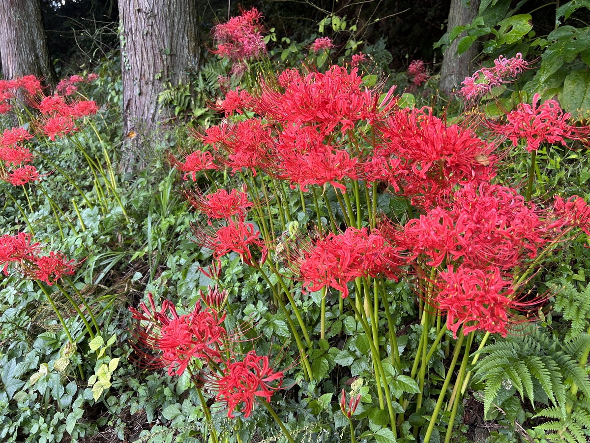 曼珠沙華は今が見ごろ