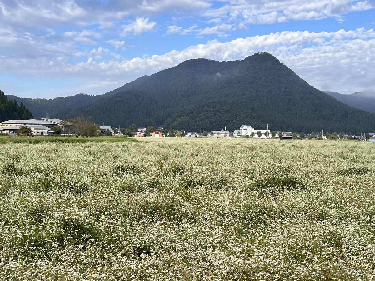 ノビタキを１２羽見つけた蕎麦畑