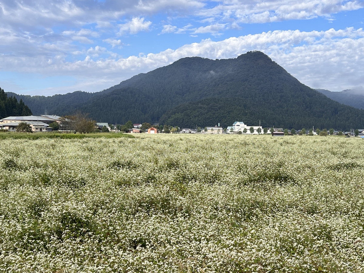 ノビタキを１２羽見つけた蕎麦畑