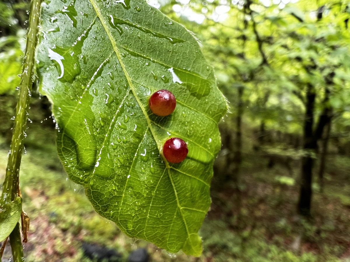 虫瘤なんだろうなー、美しい葉っぱです