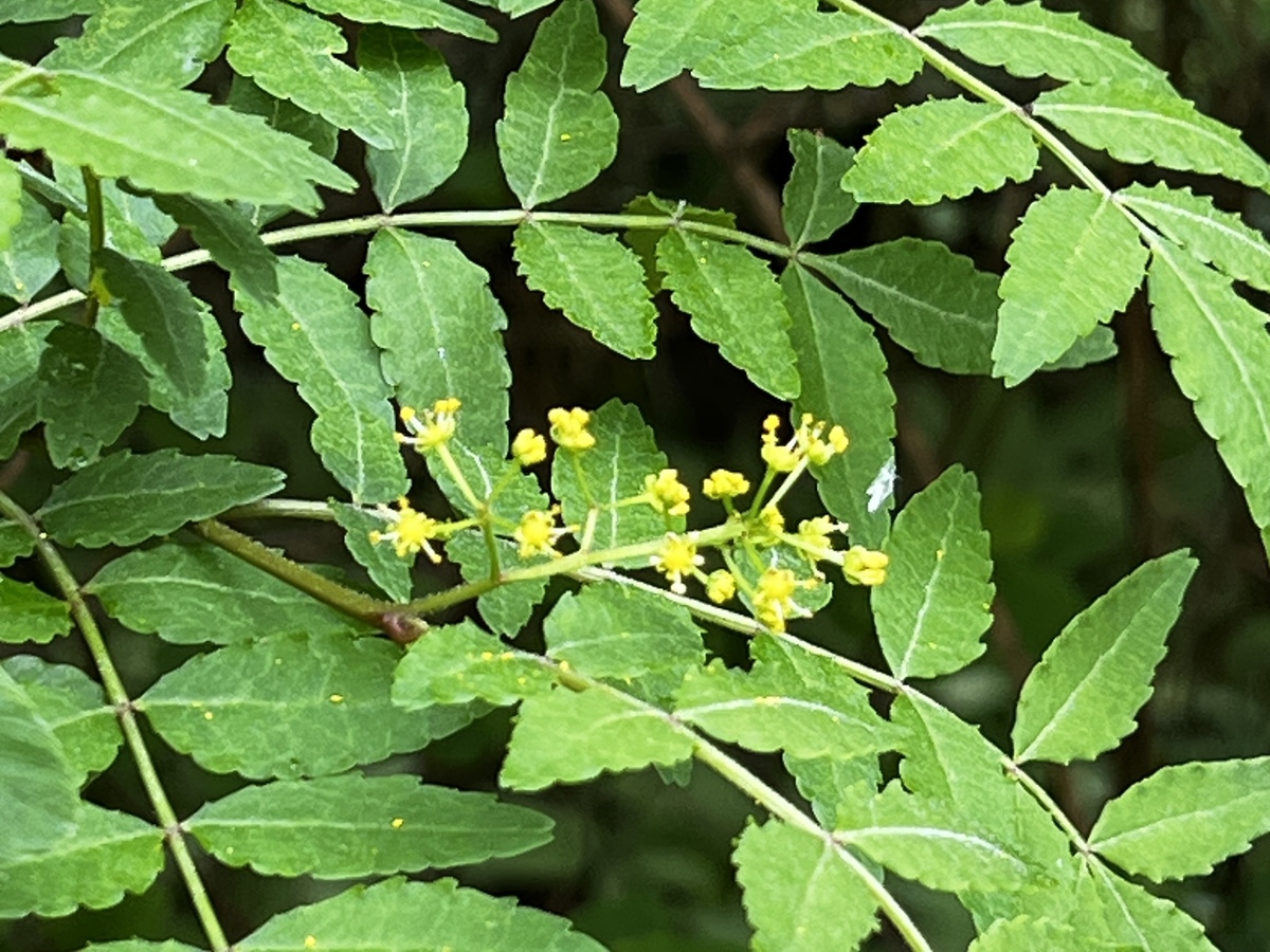 サンショウの花が咲いていました。口に含むとスースーします