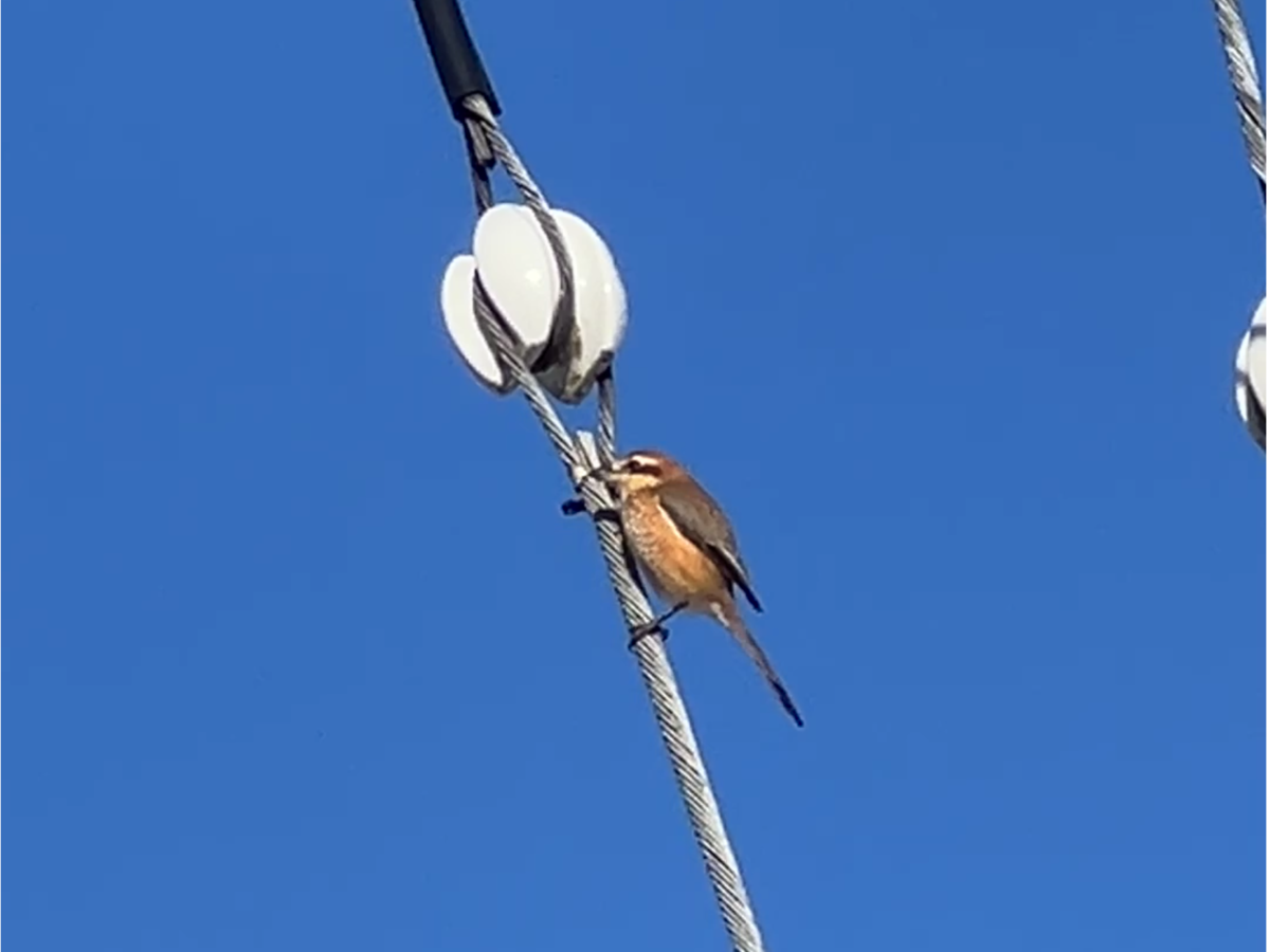 モズがハヤニエを食べてた