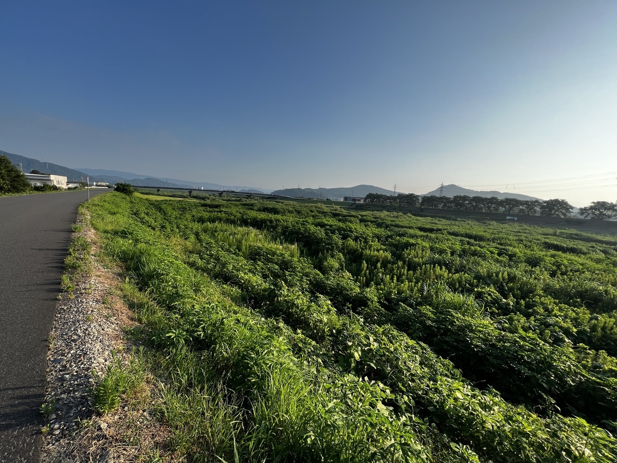 こんな広い河原に高い木が全くありません