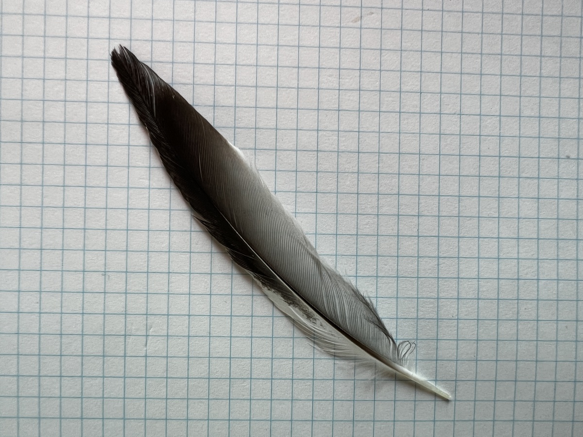 拾った羽