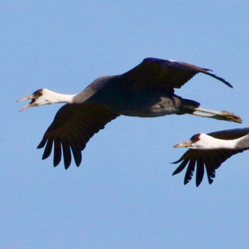 ナベヅル・マナヅルの越冬地分散プロジェクト